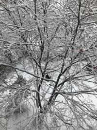 Close-up of bare tree during winter