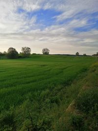 Scenic view of field against sky