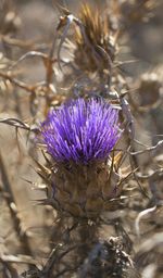 Close-up of purple flowers