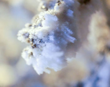 Close-up of jellyfish in water