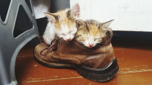 Close-up of a cat resting