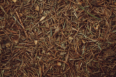 Full frame shot of dry plants on field