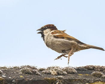 Bird perching on rock against sky