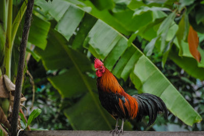 Close-up of a bird perching on plant