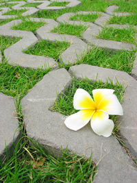 Plant growing on field