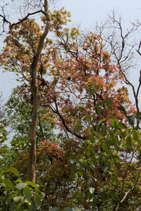 Low angle view of trees against sky