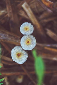 Close-up of white flowering plant