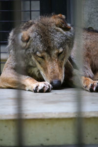 Close-up of a sleeping resting in zoo