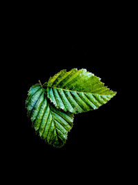Close-up of fresh green leaf against black background