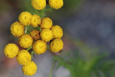 Close-up of yellow flowering plant