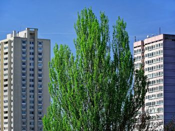 Low angle view of tree by building against sky