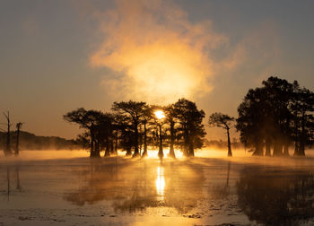 Silhouette trees by plants against sky during sunset