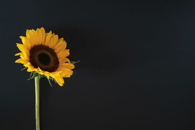 Close-up of sunflower against black background