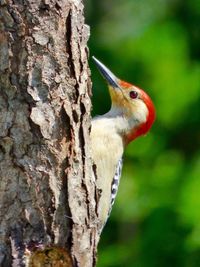 Close-up of red bellied woodpecker perching on tree trunk