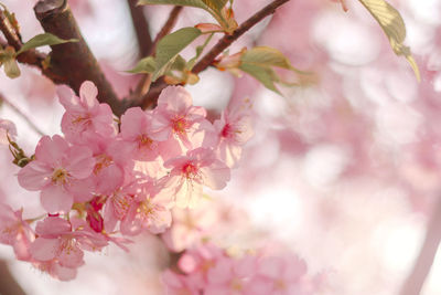 Close-up of pink cherry blossom