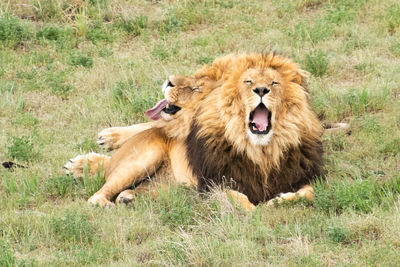 Portrait of a cat on field