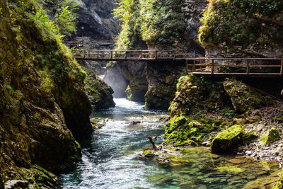 Bridge over river in forest