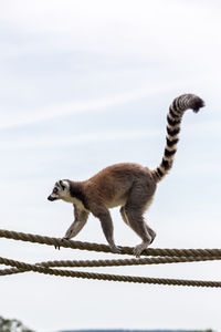 Low angle view of monkey on wall against sky