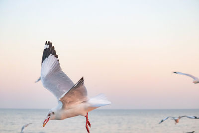 Seagulls flying over sea against clear sky