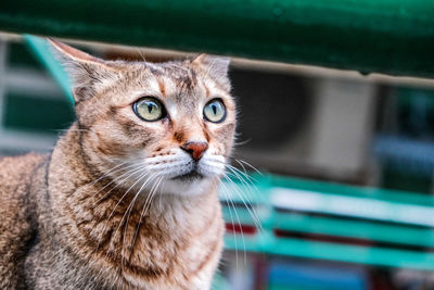 Close-up portrait of tabby cat