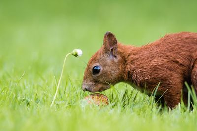 Side view of a squirrel nibbling nut