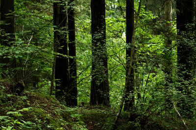 Trees in forest