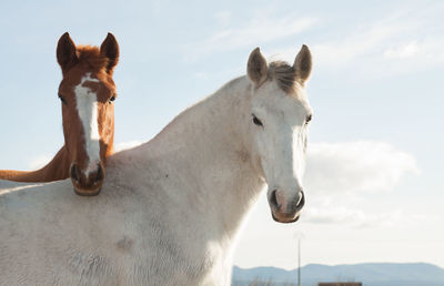 Horse in ranch against sky