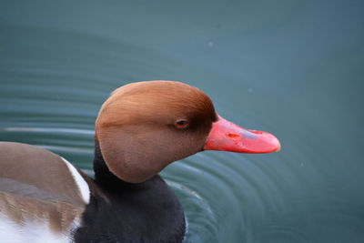 Close-up of swan in lake