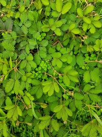 Full frame shot of fresh green plant