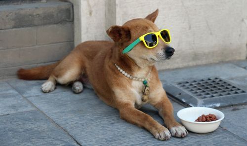 Dog wearing sunglasses on footpath