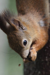 Close-up of squirrel