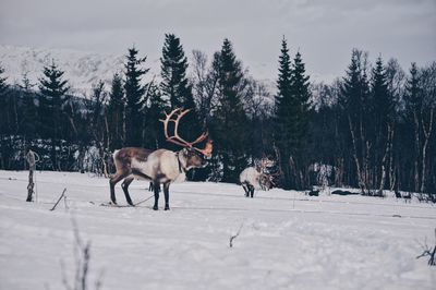 Reindeer on snow covered field during winter