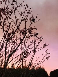 Low angle view of silhouette tree against sky