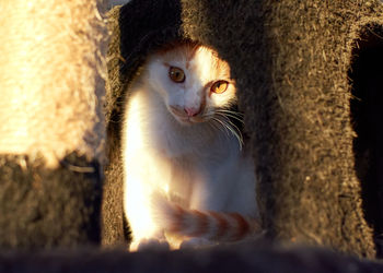 Close-up portrait of a cat