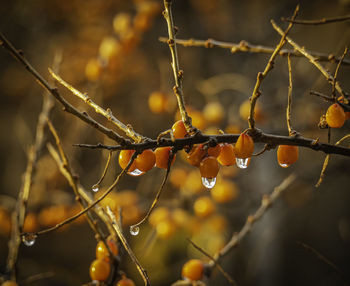 Transparent raindrops in late autumn on yellow sea buckthorn berries