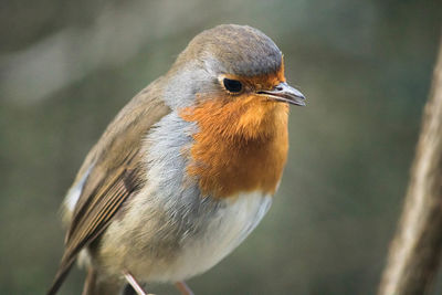 Close-up of bird perching