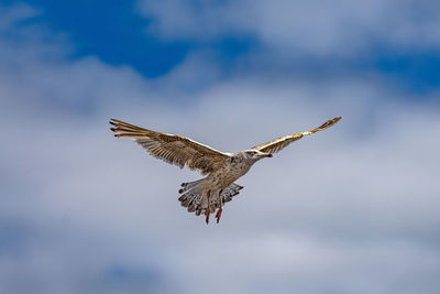Low angle view of eagle flying in sky