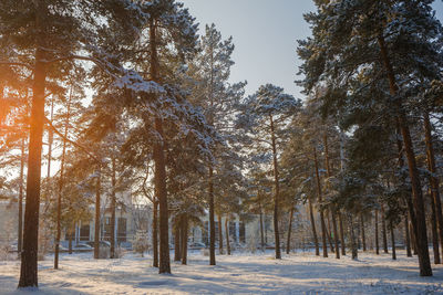 Trees in forest during winter