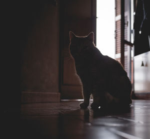 Cat sitting on floor at home