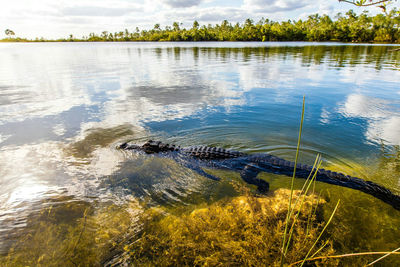 Side view of crocodile swimming in river against cloudy sky