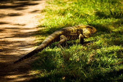 Close-up of lizard on grass