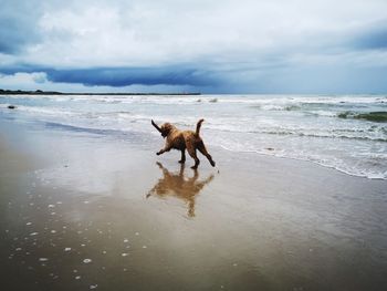 Dog playing with a stick on a beautiful colour beach, pier lighthouse and storm clouds background