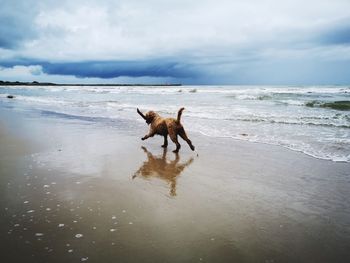 Dog on beach