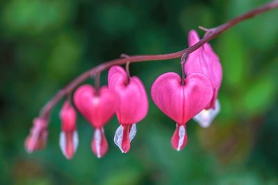 Close-up of pink rose flower