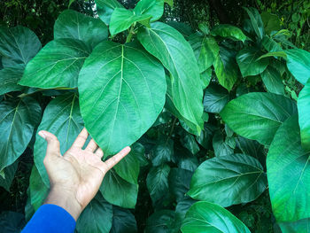 High angle view of person on leaves