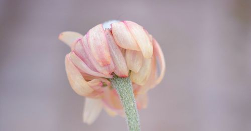 Close-up of flower blooming outdoors