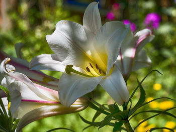 Close-up of white flowering plant