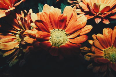 Close-up of orange daisy flowers