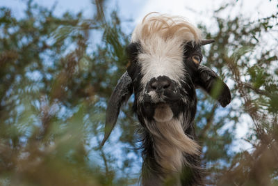 Close-up portrait of goat