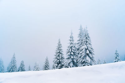 Pine trees on snow covered landscape in a foggy winter day